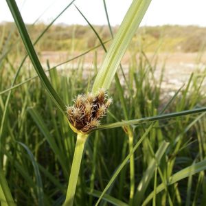 Alkali Bulrush