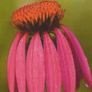 Black Samson Echinacea