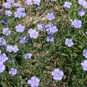 Blue Flax