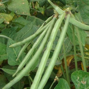 Cowpeas