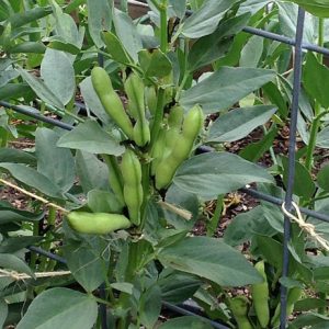 Faba Beans