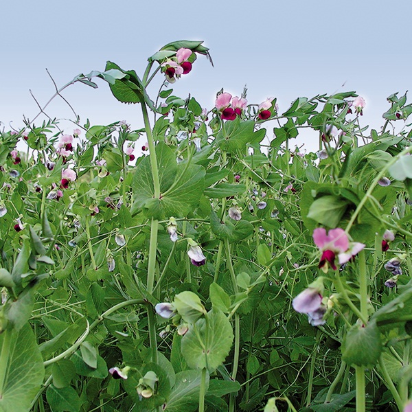 Field Peas Pawnee Buttes Seed Inc 8083