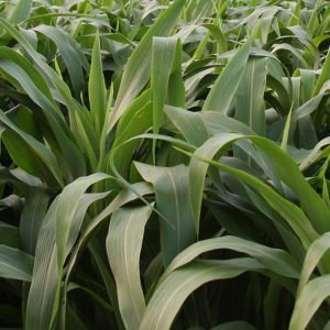 Sorghum, Forage