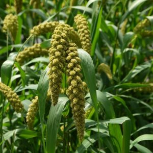 Millet, Foxtail