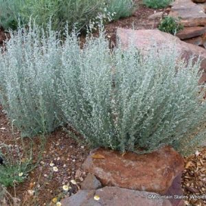 Fringed Sagebrush