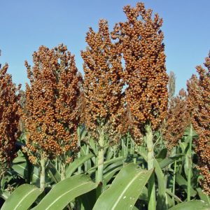 Sorghum, Grain