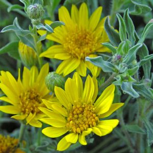 Hairy Golden Aster