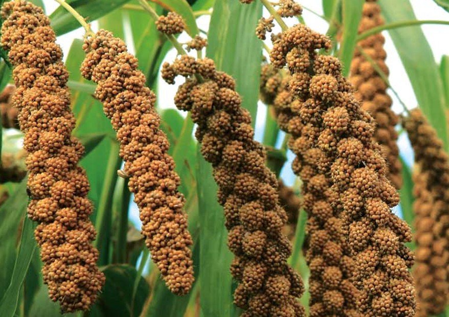 japanese-millet-141-pawnee-buttes-seed-inc