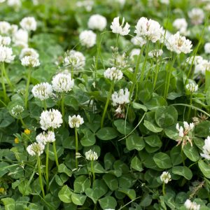 Ladino Clover