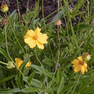 Lance-Leaved Coreopsis