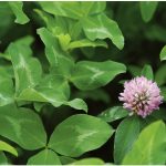 Mammoth Red Clover
