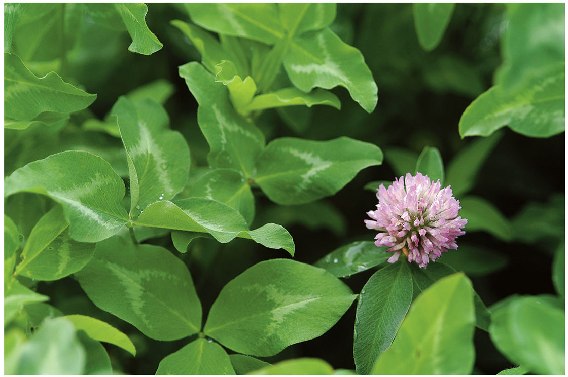 Mammoth Red Clover Pawnee Buttes Seed Inc 1793