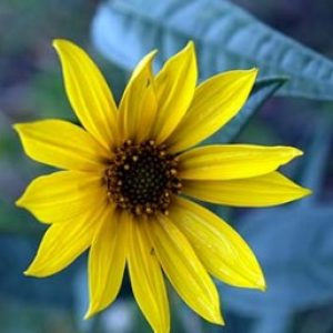 Maximilian Sunflower