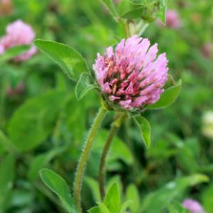 Medium Red Clover