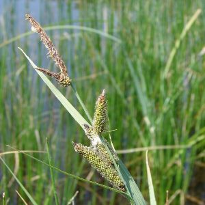 Nebraska Sedge