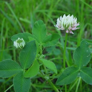 Organic Alsike Clover