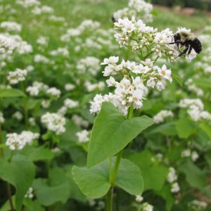 Organic Buckwheat