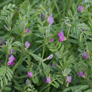 Organic Common Vetch