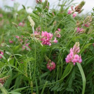 Organic Sainfoin