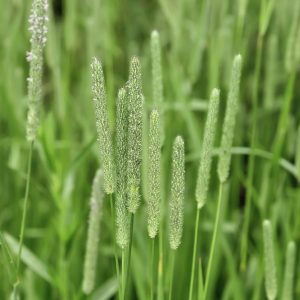 Organic Timothy