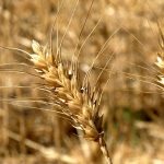Organic Wheat, Winter