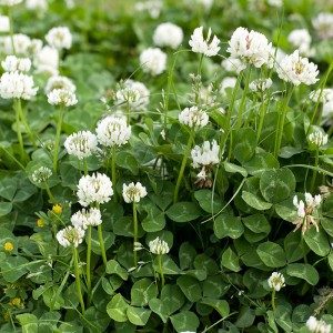 Organic White Clover