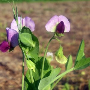 Organic Winter Peas