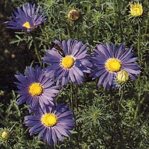 Prairie Aster