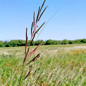 Prairie Cordgrass