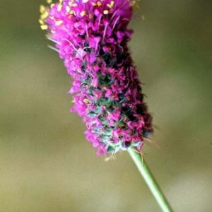 Purple Prairie Clover