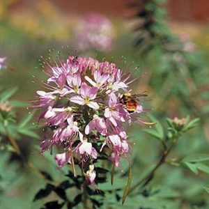 Rocky Mountain Bee Plant