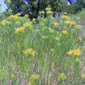 Rubber Rabbitbrush