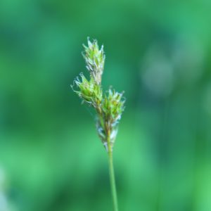 Saw-Beaked Sedge