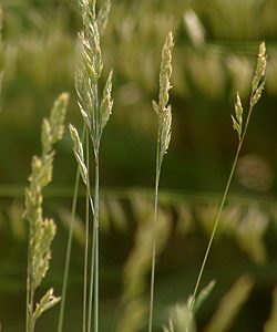 Turf Grass - Pawnee Buttes Seed Inc.