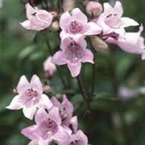 Shell-Leaf Penstemon