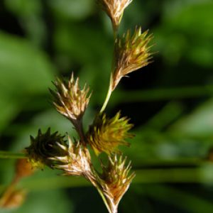 Short-Beaked Sedge