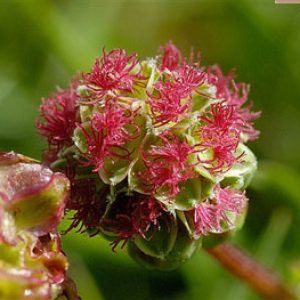 Small Burnet, Delar