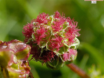 Salad Burnet Plants For Sale, Songuisorba Minor