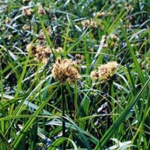 Small Fruited Bulrush