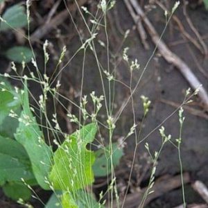Ticklegrass