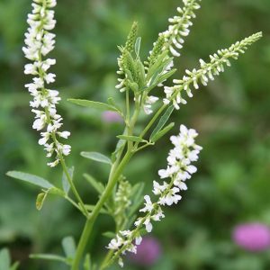 White Blossom Sweet Clover