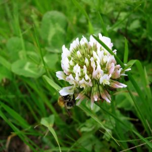 White Dutch Clover