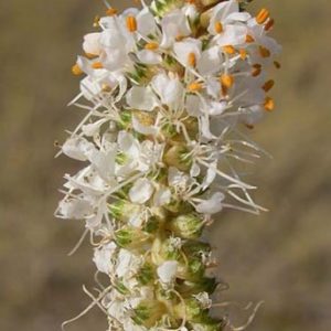 White Prairie Clover