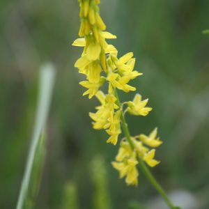 Yellow Blossom Sweet Clover