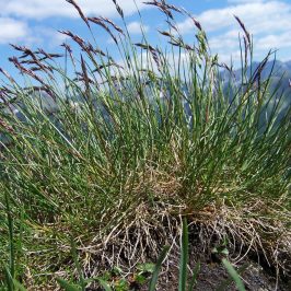 Arizona Fescue - Pawnee Buttes Seed Inc.