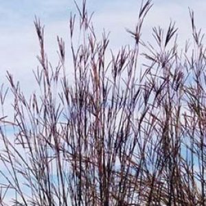 Big Bluestem