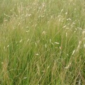 Buffalograss