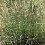 Galleta Grass
