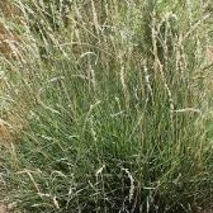Galleta Grass - Pawnee Buttes Seed Inc.