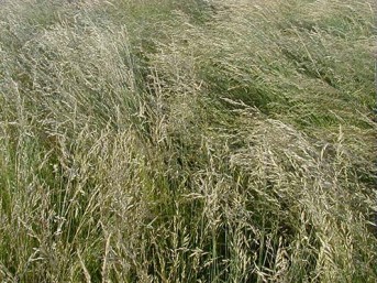 Idaho Fescue - Pawnee Buttes Seed Inc.